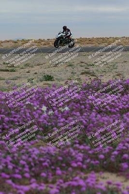 media/Jan-14-2023-SoCal Trackdays (Sat) [[497694156f]]/Turn 14 Exit Bloomig (145pm)/